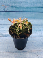 Gymnocalycium Variegata (Гимнокалициум Вариегатный)
