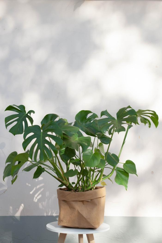 Монстера Делициоза 30/110