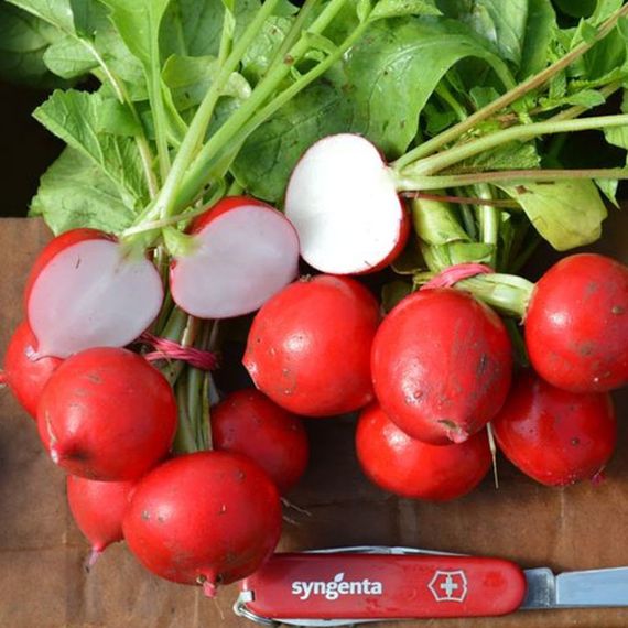РОНДАР F1 семена редиса Syngenta цена