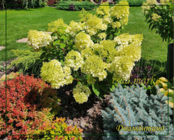 Гортензия метельчатая Диамантино- Алмаз (Hydrangea paniculata `Diamantino`)