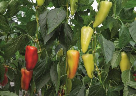 Перец Дон F1