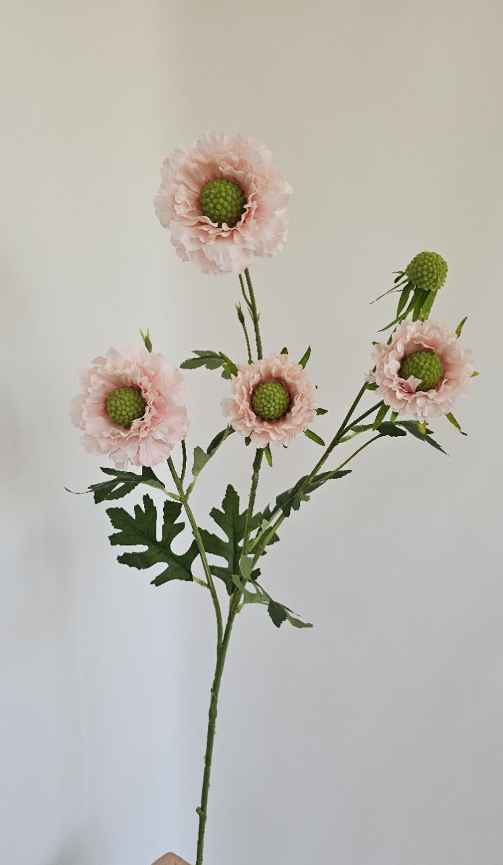 Скабиоза / Арт 2483