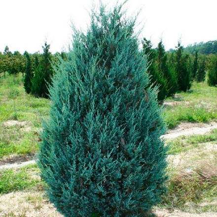 Можжевельник скальный Мунглоу (ком) 120-140