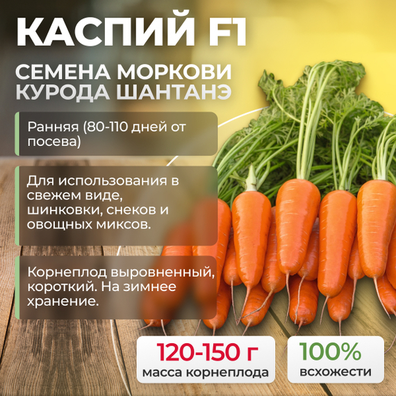 КАСПИЙ F1 семена моркови курода/шантане (Bejo) купить – фото 1