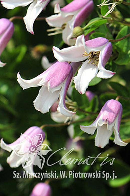 Клематис фиолетовый Эльф Закупка М33 апрель 2026