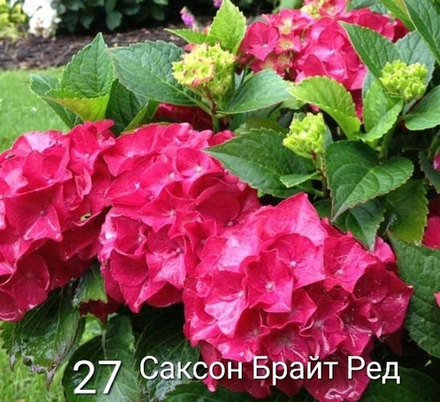 Saxon «Bright Red/ Саксон Брайт Ред