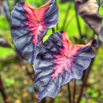 Колоказия VENUS