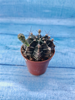 Gymnocalycium Friedrichii (Гимнокалициум)