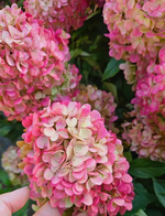 «Мэджикал Маунт Малинче» (Magical Mount Malinche)  Гортензия метельчатая,  Р9