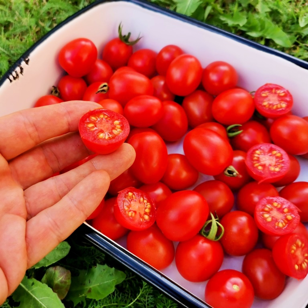 Помидоры Для Зимнего Хранения - Italia Grappoli D'Inverno Tomato