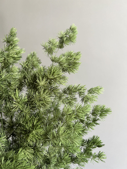 Аспарагус стабилизированный натурально-зеленый