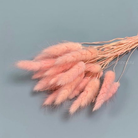 Сухие цветы лагуруса, 5 шт, цвет розовый