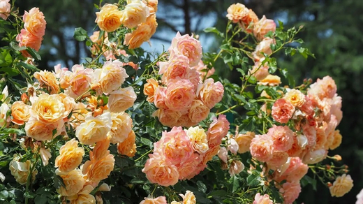 Роза Пич Мельба С7 Закупка М57 июнь 2026