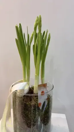 Весна в доме