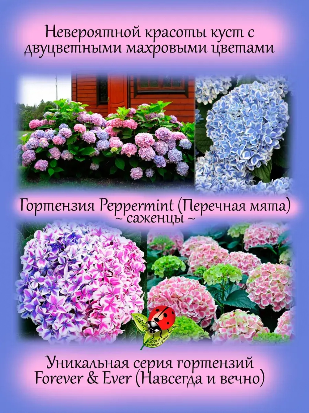 Гортензия Пепперминт двухцветная крупнолистовая