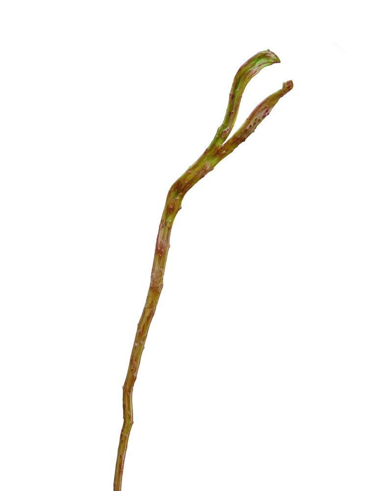 Ветка Салекса зелёно-коричневая (2 уса), в-70 см