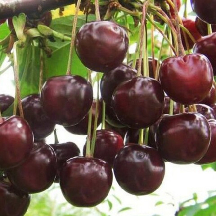 Черешня Ипуть (2-летняя) ОКС
