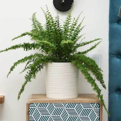 Кашпо "Malwa dluto" фирма Ламела.