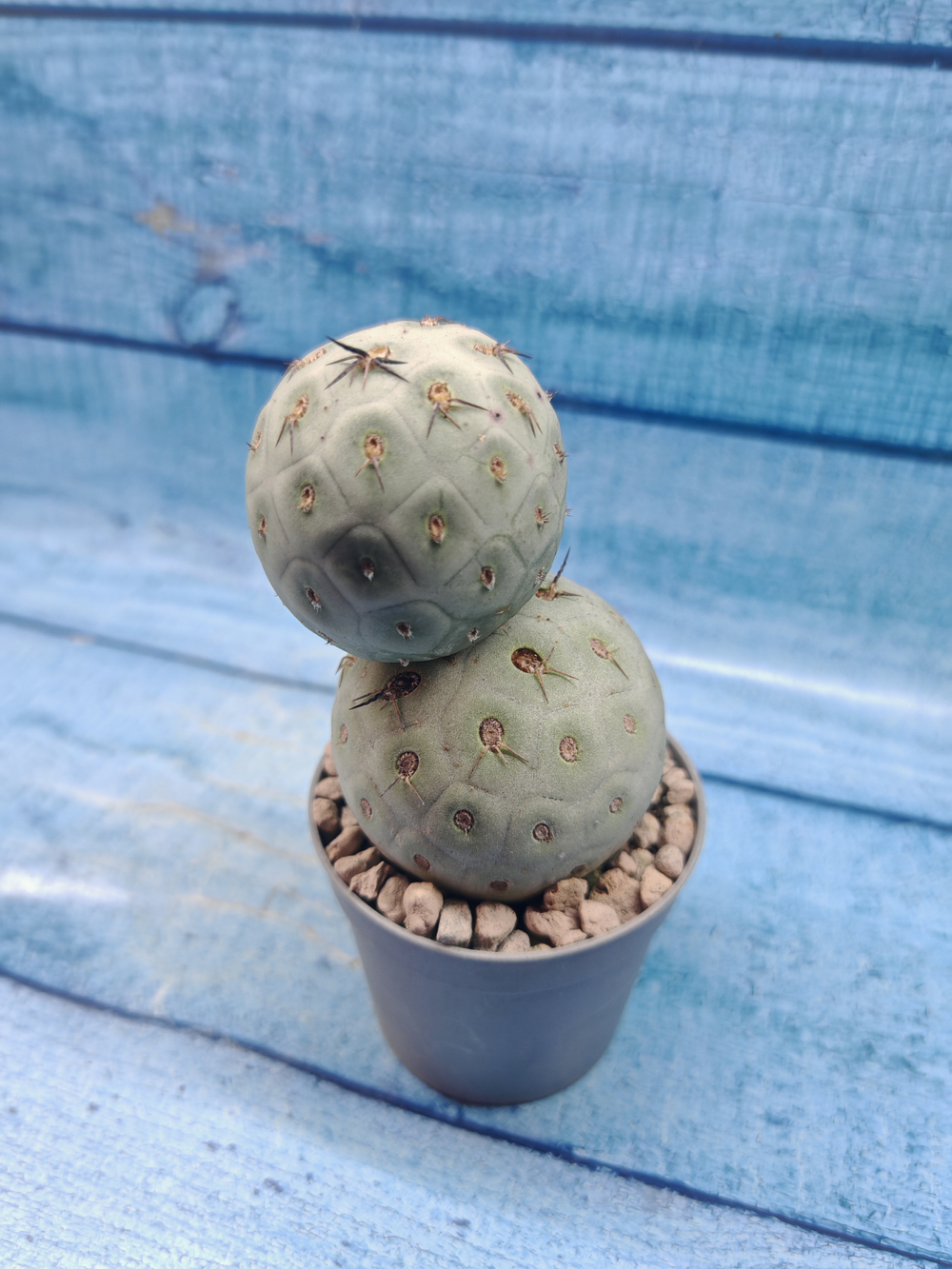 Tephrocactus Geometricus (Тефрокактус)