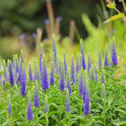 Вероника колосковая "Baby Blue". Veronica spicata "Baby Blue".
