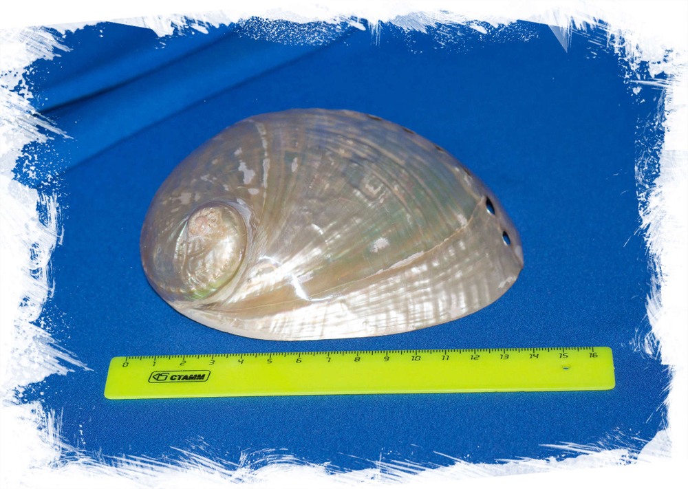 Галиотис лаевигата, Haliotis laevigata размер