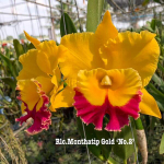 Орхидея ринхолелиокаттлея RLC. MONTHATIP GOLD N2
