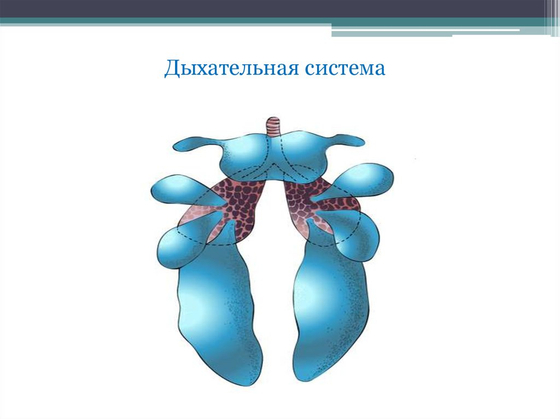 Влажный препарат "Внутреннее строение птицы"