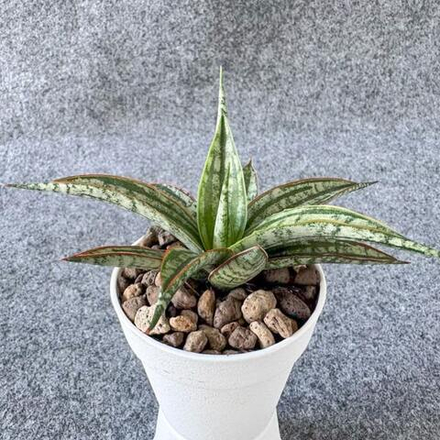 Сансевиерия FONPRUM