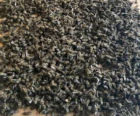 Пчелиный подмор- какая польза? Изучаем.