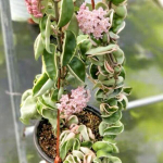 Хойя CARNOSA COMPACTA VARIEGATA