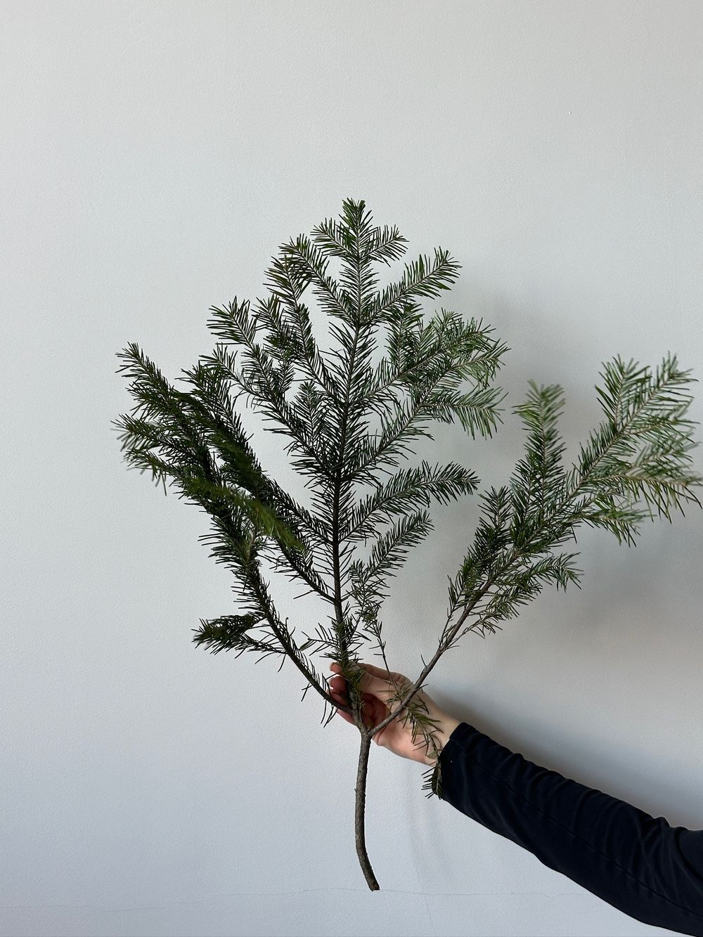 Ветка хвои - ПИХТА