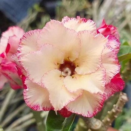 Адениум обесум 359 Kim Ngọc 7