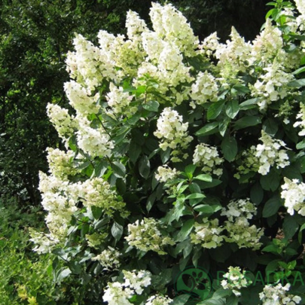 Саженец, Гортензия, Тардива (Поздно) метельчатая