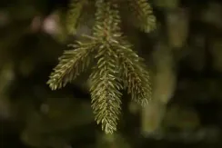 Искусственная ель Ирландская 260 см., литая хвоя+пвх, Black Box (74121)