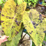 Колоказия BLACK NAPE