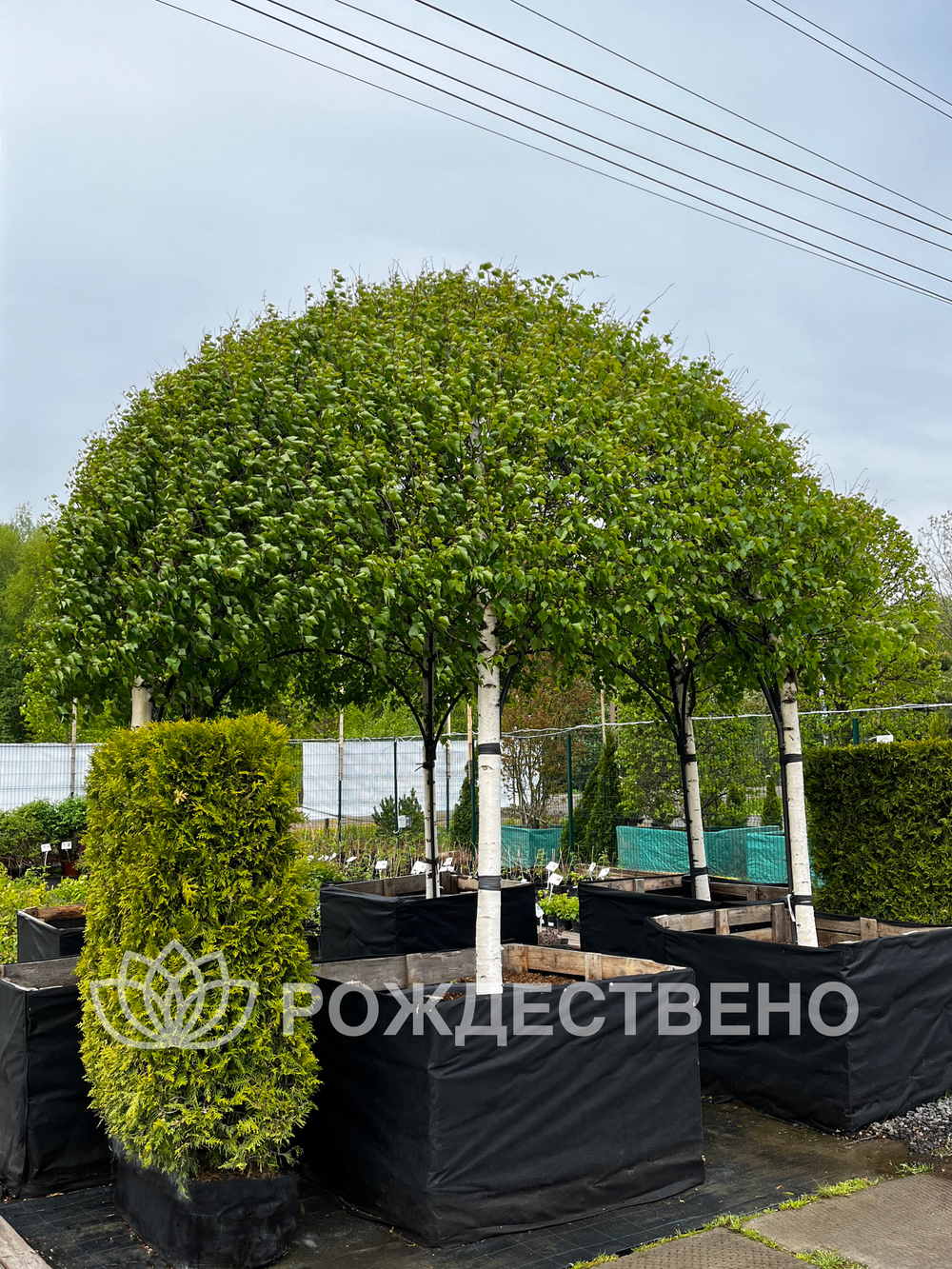 Береза повислая Беседка (6шт)