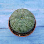 Euphorbia Obesa (Эуфорбия)