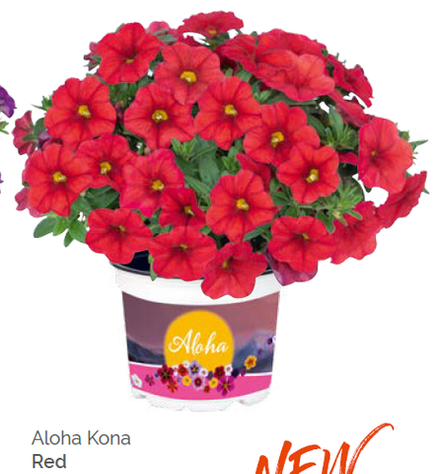 Калибрахоа Aloha Kona Red укорененный черенок ОКС февраль 26 Dummen Orange