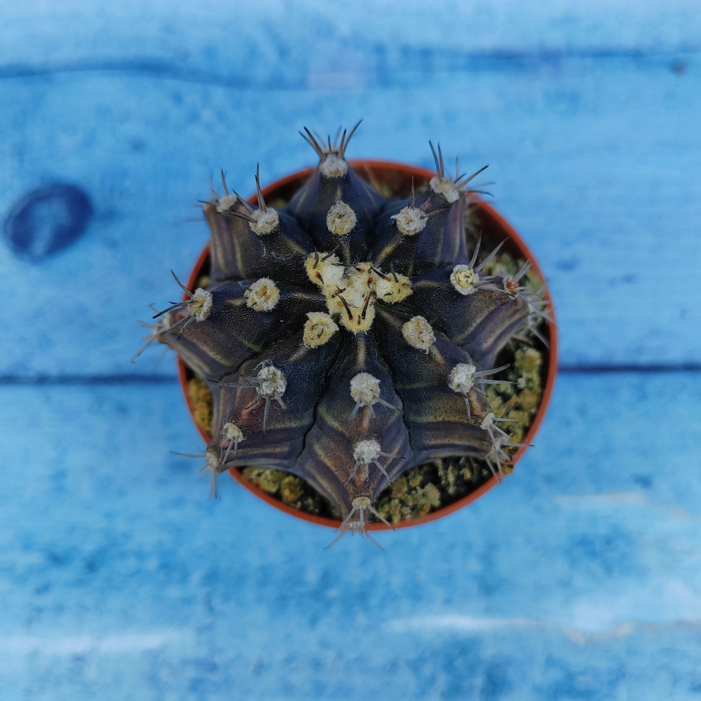Gymnocalycium Friedrichii (Гимнокалициум)