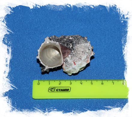 Ангария дельфинус, 2-4см, 1шт