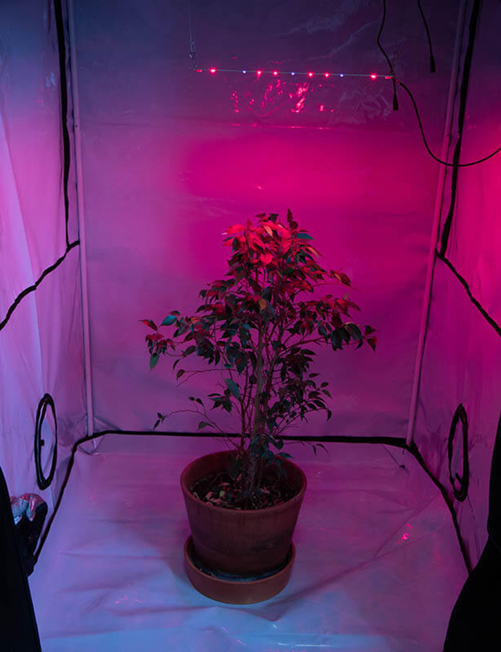 Фитолампа для растений LED Booster Line Osram 600 nm + UV 385 nm / 20W