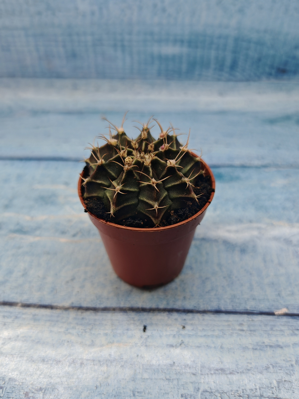 Gymnocalycium Friedrichii (Гимнокалициум)