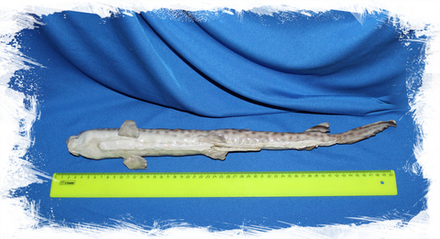 Котовая Акула