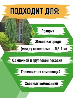 Можжевельник скальный Скайрокет саженцы хвойных деревьев
