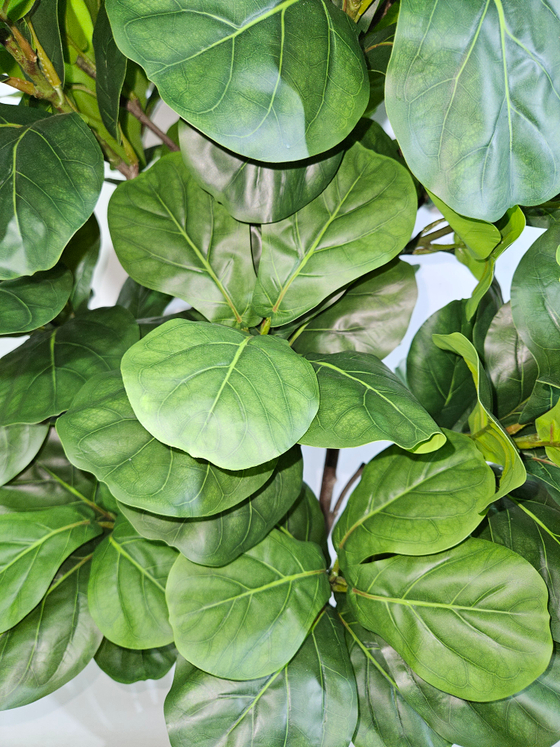 Фикус Лирата Робуста 160см в кашпо