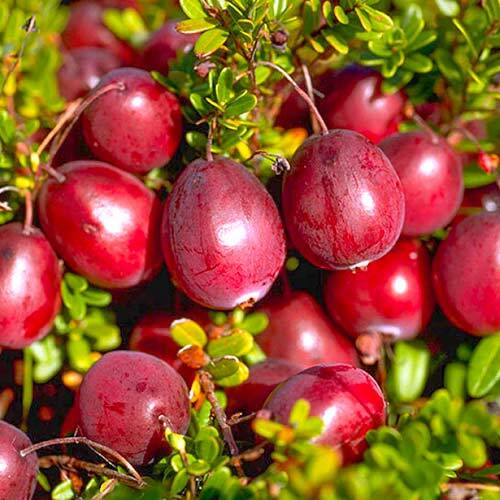 Клюква садовая крупноплодная сорта Пилигрим