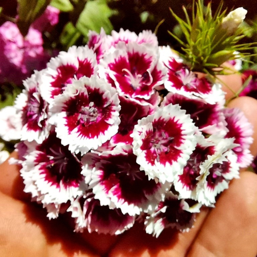 Гвоздика Турецкая - Русские Узоры - Максимальная Смесь Окрасок