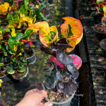 Кротон SIAM RUBY