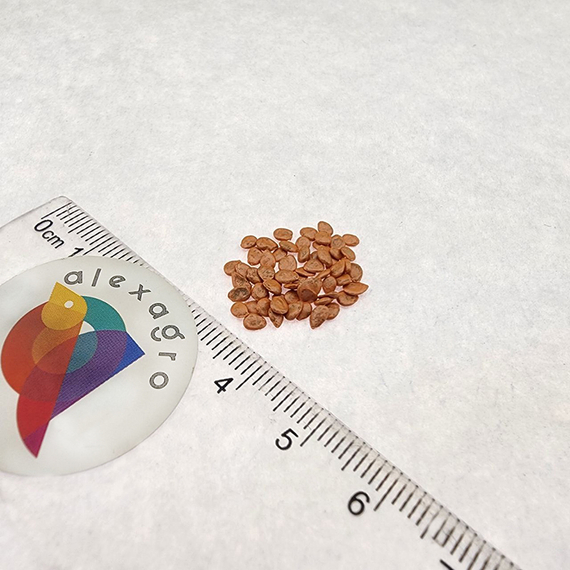 ГАМЗЕ F1 семена томата (Nunhems | Alexagro) – фото 9