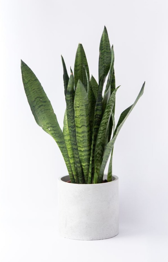 Сансевиерия Зейланика